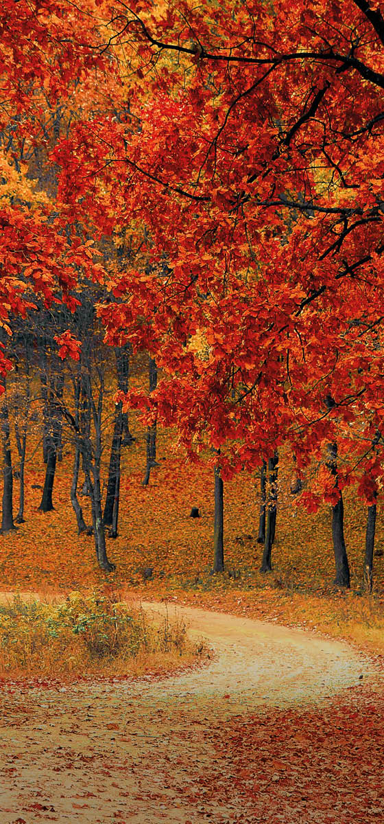 immagine di un bosco in autunno, con foglie che variano dal colore giallo al rosso